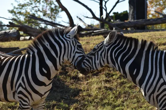 Kasino Hot Line Tuki